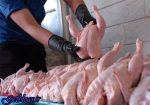 قیمت به ۱۱ هزارتومان رسید ، کاهش ۴۰۰ تومانی قیمت مرغ